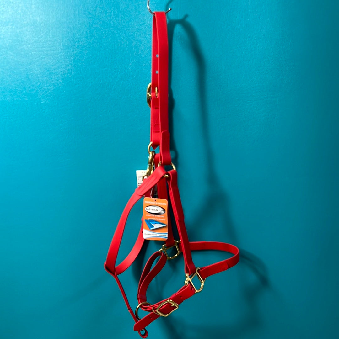 Red Beta Halter, Arab