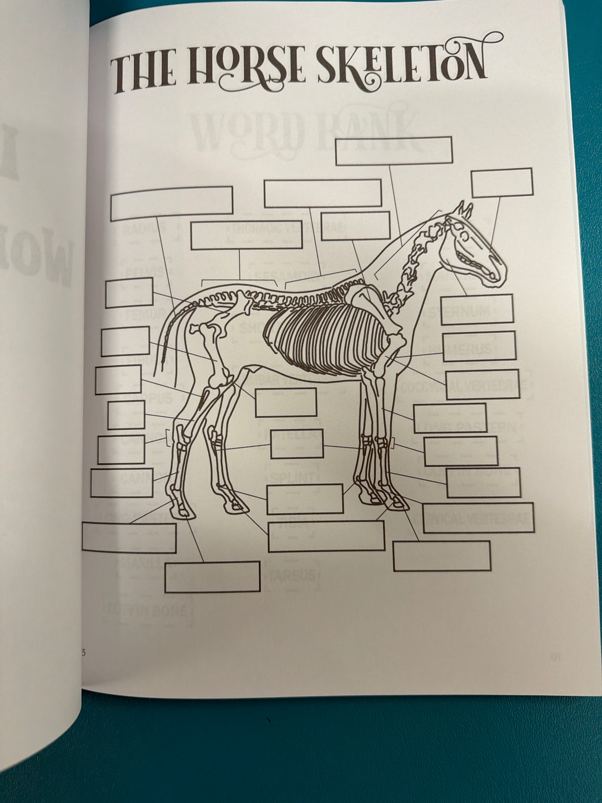 Circus Unicorn, Riding Students horse workbook