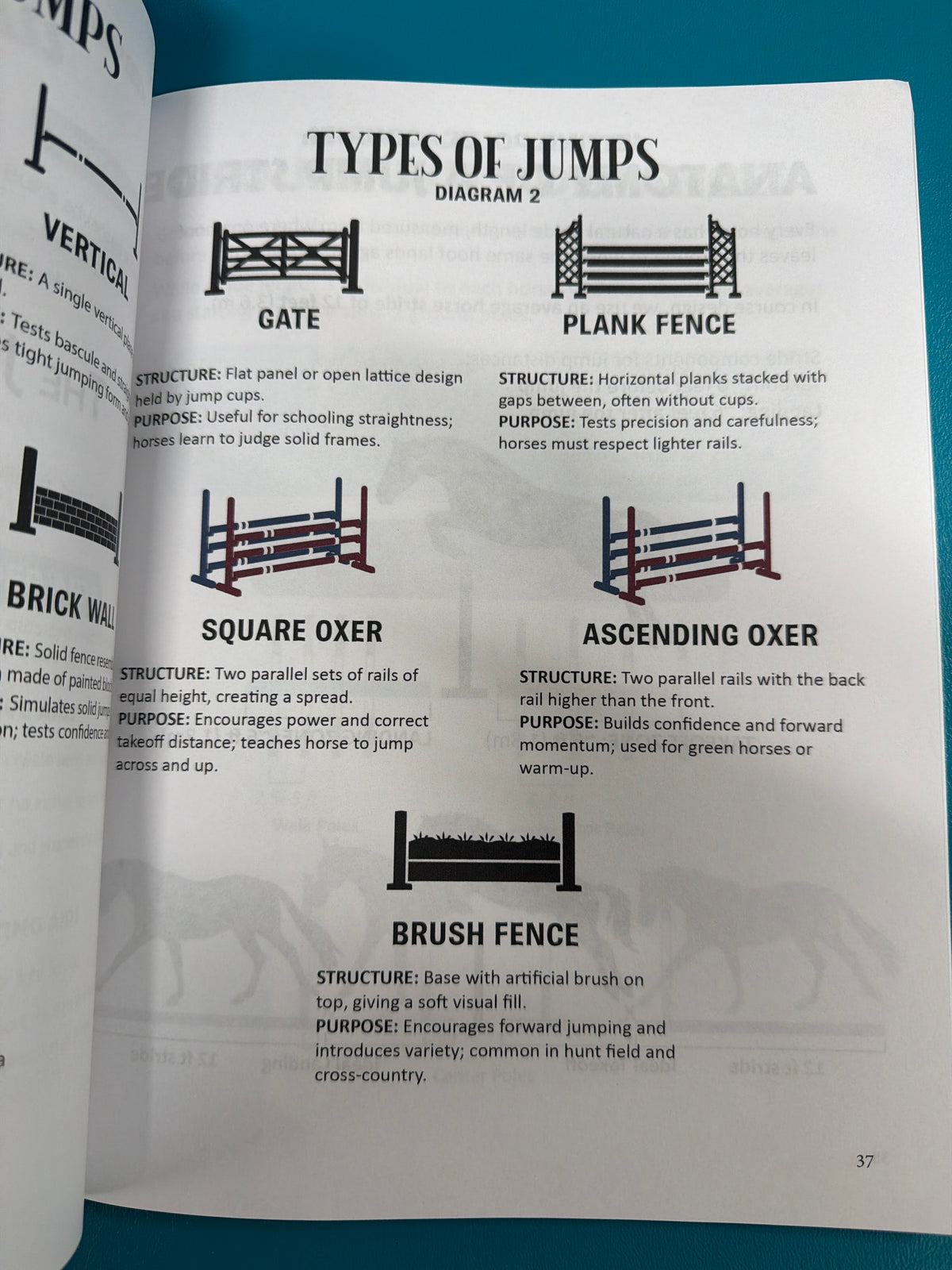 Circus Unicorn, English Riding Lessons & Activities